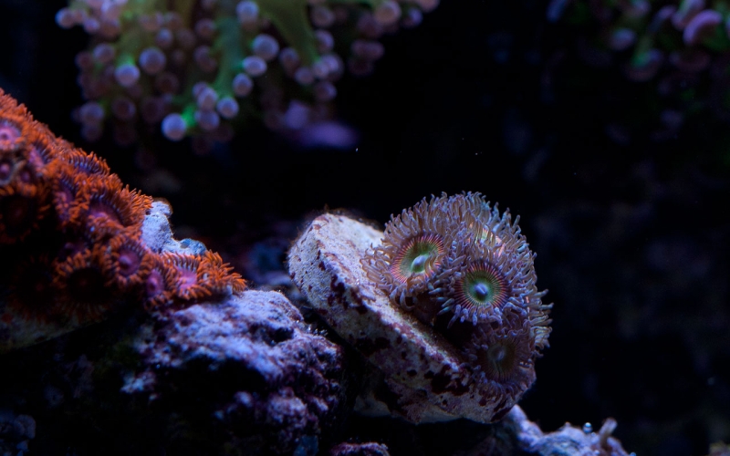 zoa rainbow