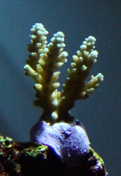 ACROPORA