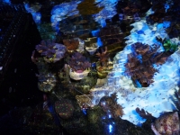 Acropora echinata - Acropora hoeksmai 1