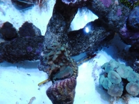 Acropora multiacuta - Caulastrea