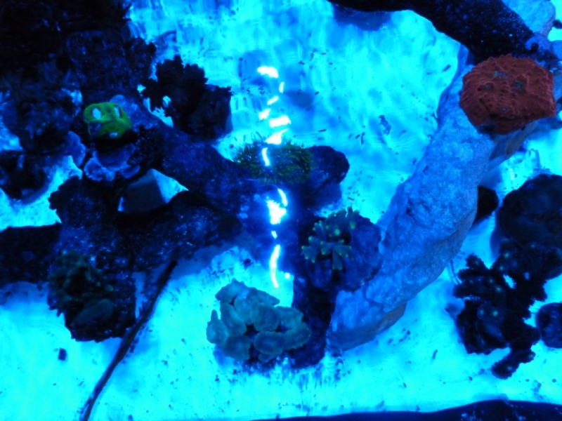 Acropora suarshonoi
