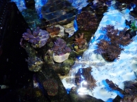 Acroporas echinata - hoeksemai - caardus