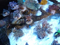 Acroporas echinata - hoeksemai