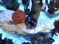 Echinophyllia - Cypraea caputserpentis