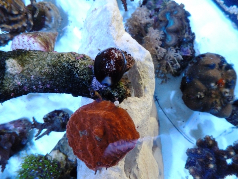 Echinophyllia - Porites - Cypraea caputserpentis