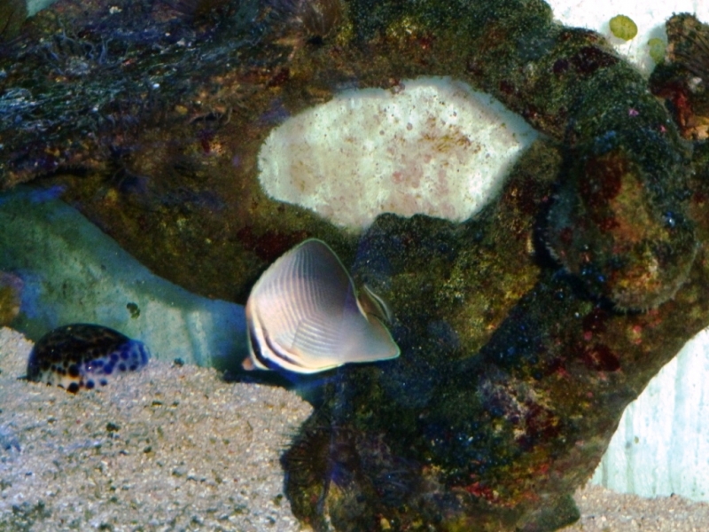 Chaetodon Baronessa - Cypraea tigris