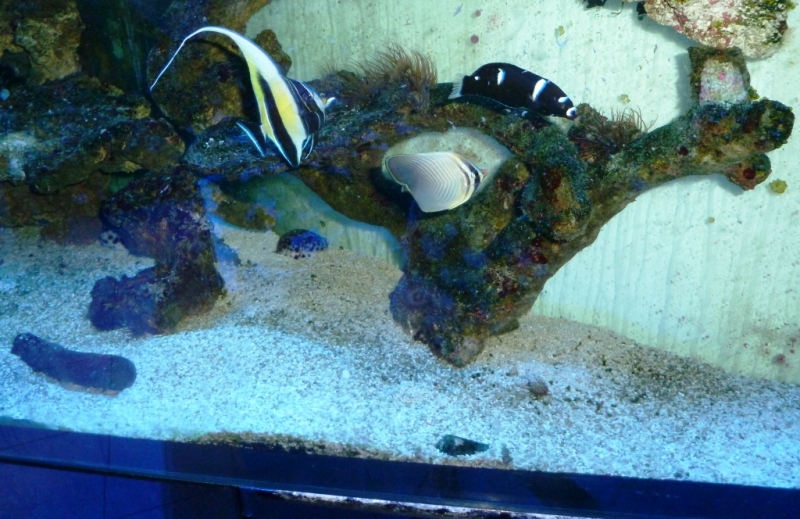 Zanclus - Chaetodon Baronessa - Coris guaimard