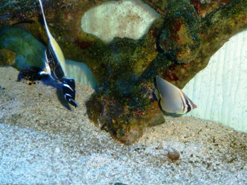 Zanclus - Chaetodon Baronessa - Coris guaimard2
