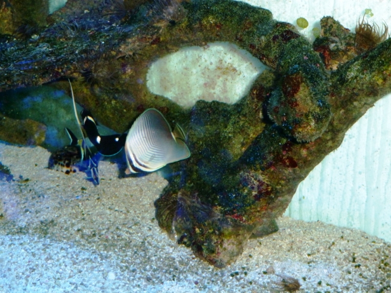 Zanclus - Chaetodon Baronessa - Coris guaimard3