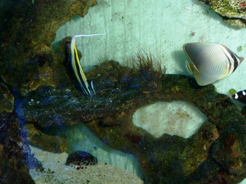 Zanclus - Chaetodon Baronessa - Coris guaimard4