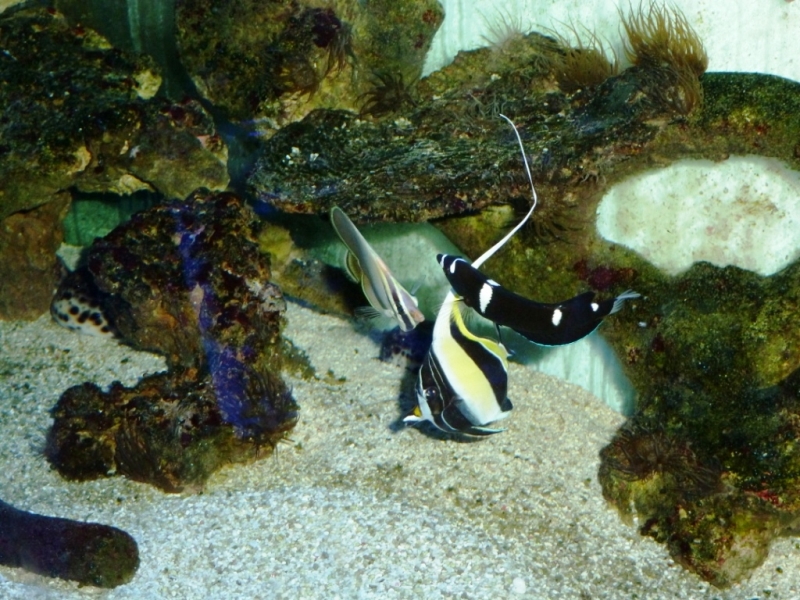 Zanclus - Chaetodon Baronessa - Coris guaimard5