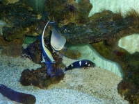 Zanclus - Chaetodon Baronessa - Coris guaimard6