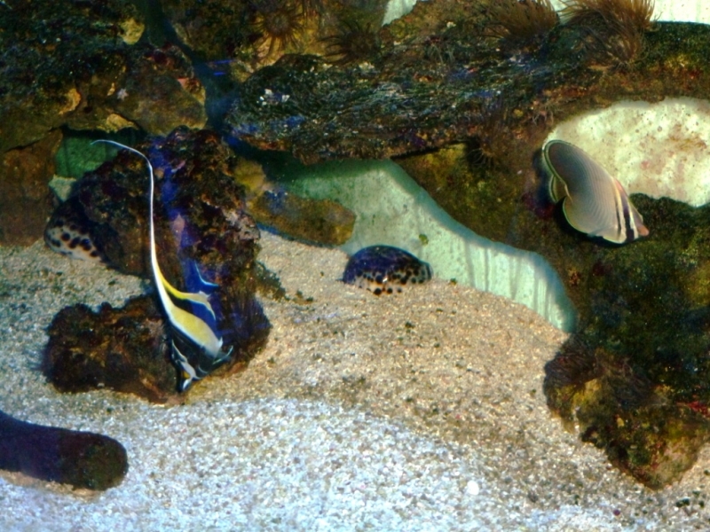 Zanclus - Chaetodon Baronessa - Coris guaimard7