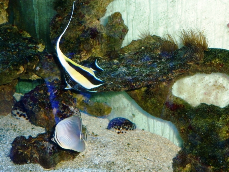 Zanclus - Chaetodon Baronessa - Coris guaimard8