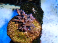 Acropora echinata 1