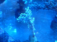 Acropora echinata 2