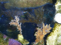 Acropora echinata - Acropora suarshonoi