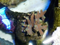 Acropora suarshonoi