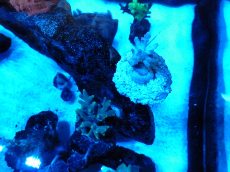 Acropora subglabra - Acropora suarshonoi