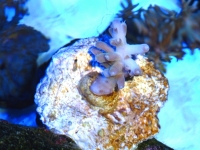 Acropora subglabra