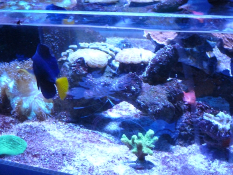 Zebrasoma xanthurus