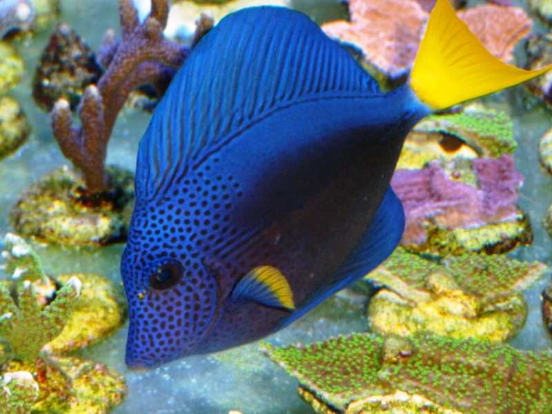 Zebrasoma xanthurus 1