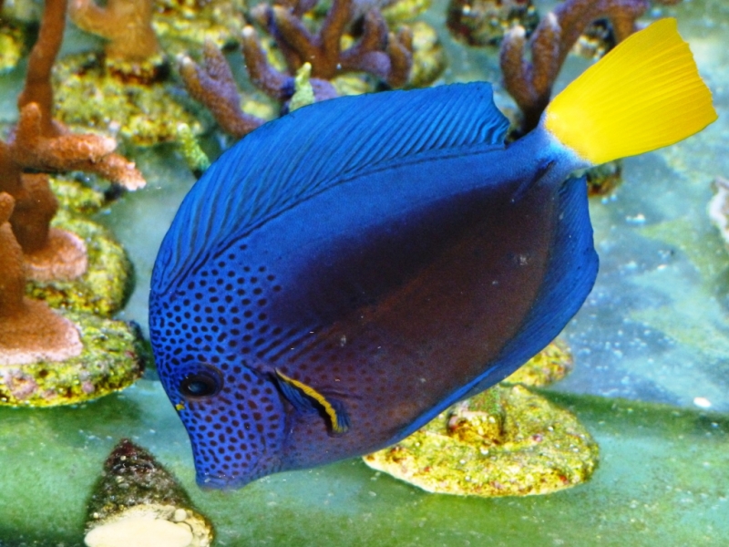 Zebrasoma xanthurus 2