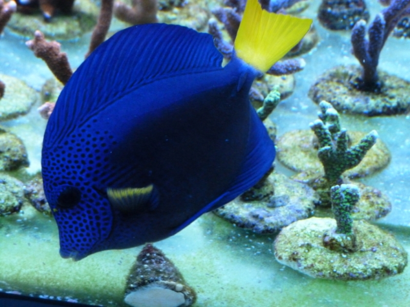 Zebrasoma xanthurus 3