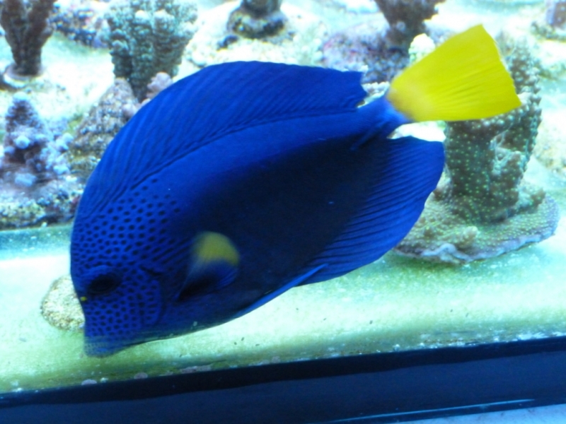 Zebrasoma xanthurus 4