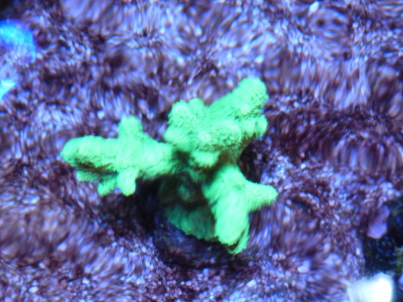 Hydnophora sob a corrente