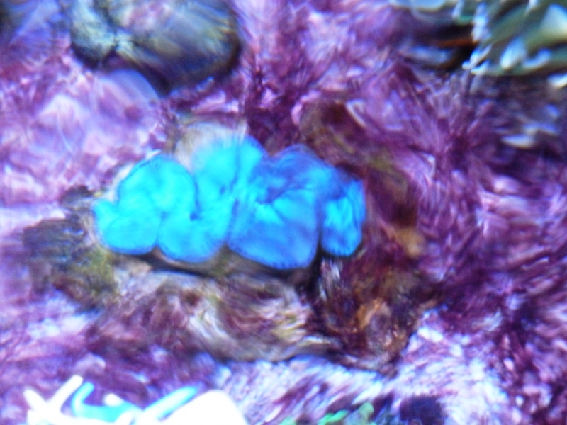Tridacna azul sob a corrente