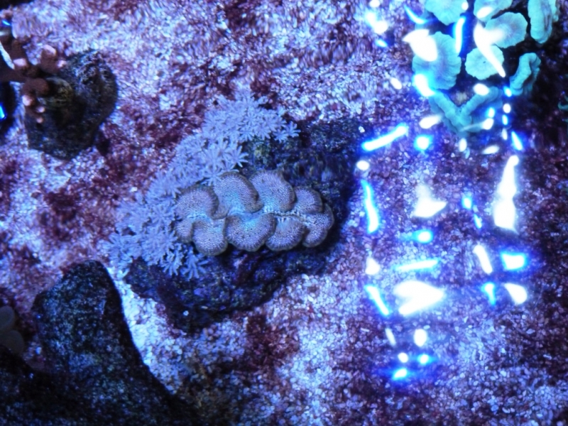 Tridacna Derasa das pintinhas sob a corrente