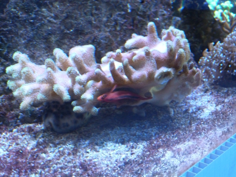 Stylophora - Red Hawkfish - Cyprea tigris 1