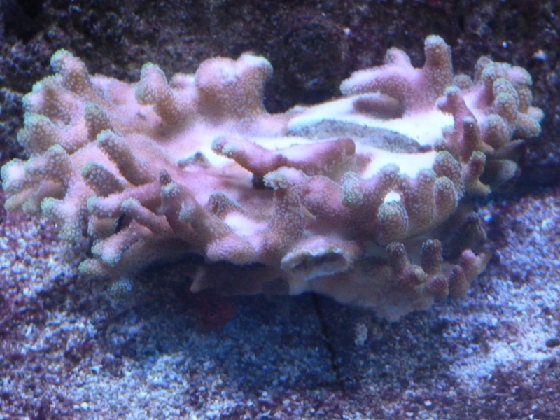 Stylophora e Red Hawkfish 1