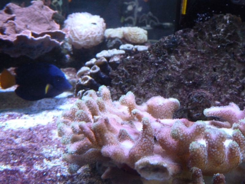 Stylophora e Red Hawkfish 3