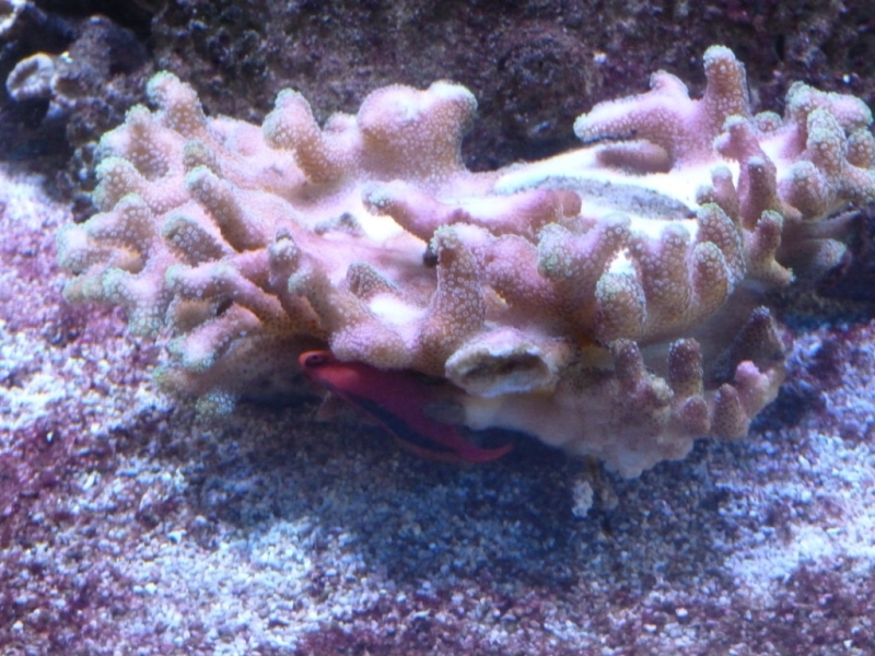 Stylophora e Red Hawkfish