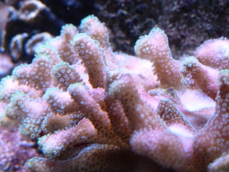 Stylophora polipos verdes