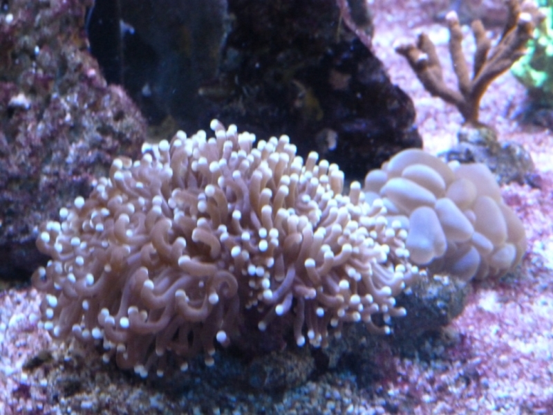 Euphyllia ggalabrensces - Plerogyra - Montipora digitata vermelha