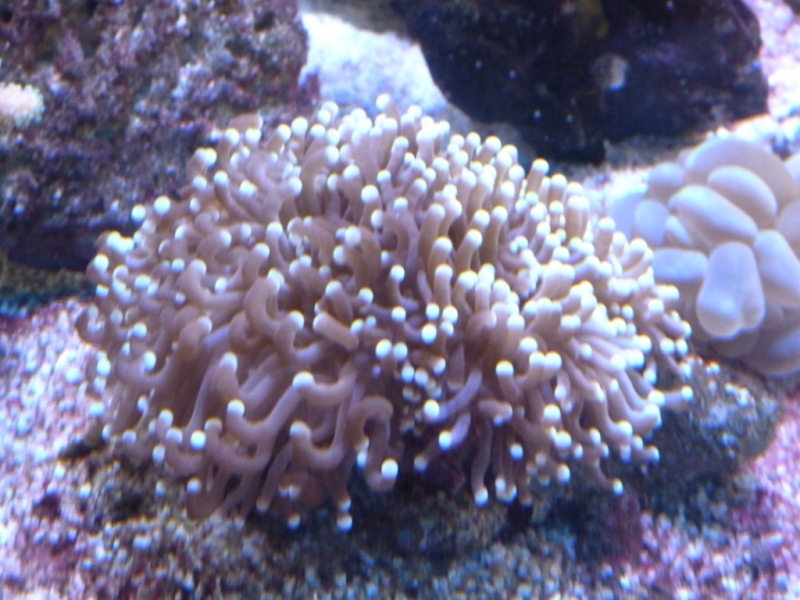 Euphyllia ggalabrensces - Plerogyra