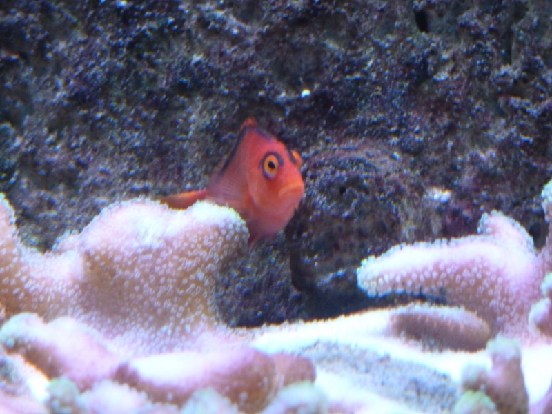 Red Hawkfish - Stylophora polipos verdes 1