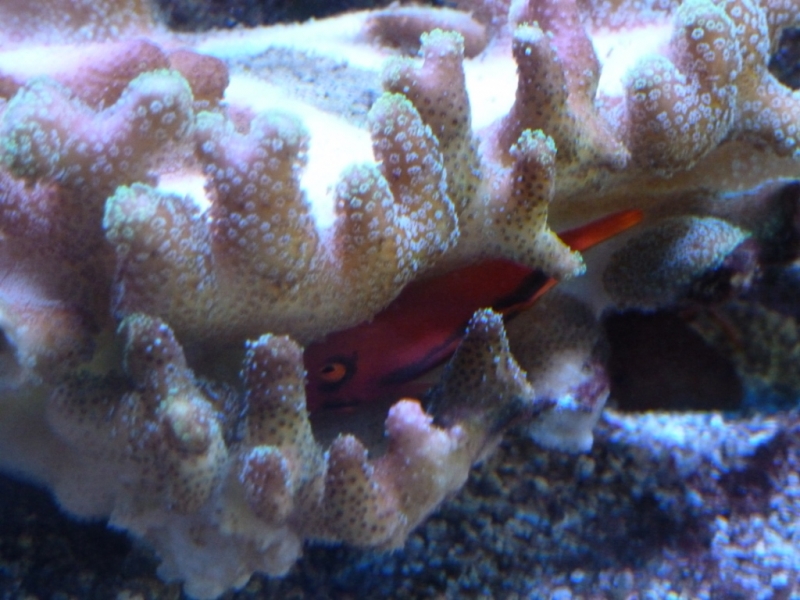 Red Hawkfish - Stylophora polipos verdes 2
