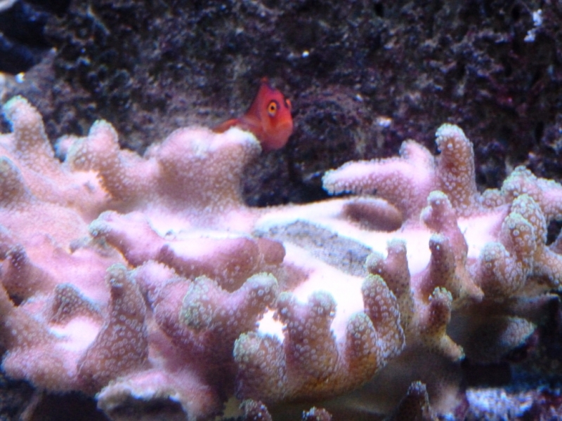 Red Hawkfish - Stylophora polipos verdes