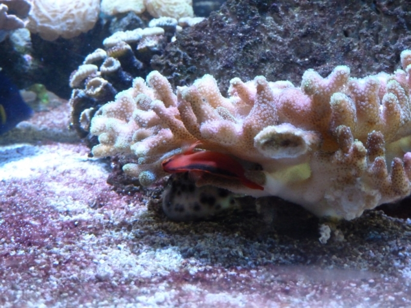 Stylophora - Red Hawkfish - Cyprea tigris