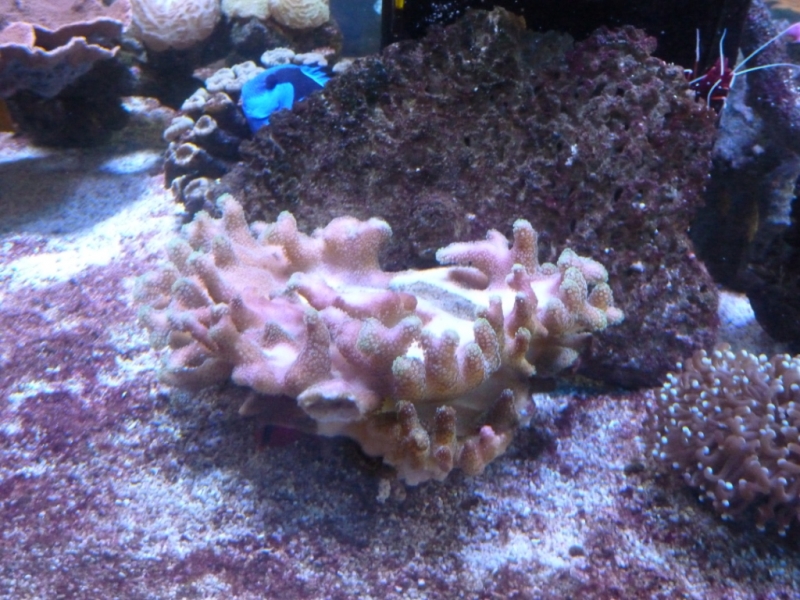 Stylophora e Red Hawkfish 2