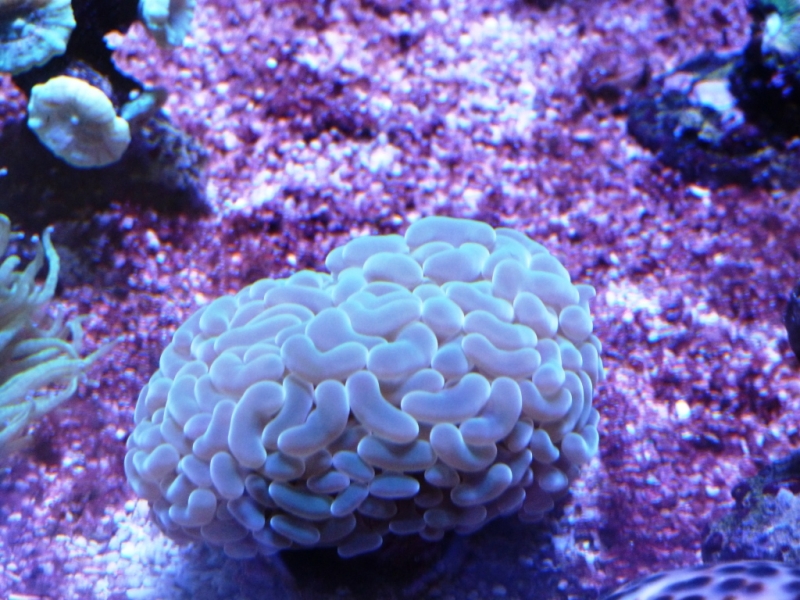 Euphyllia parancora