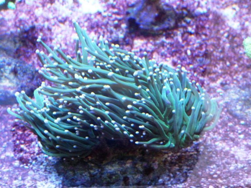 Euphyllia sp