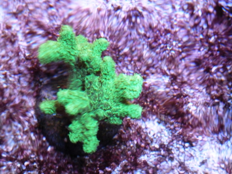 Hydnophora sob a corrente 1