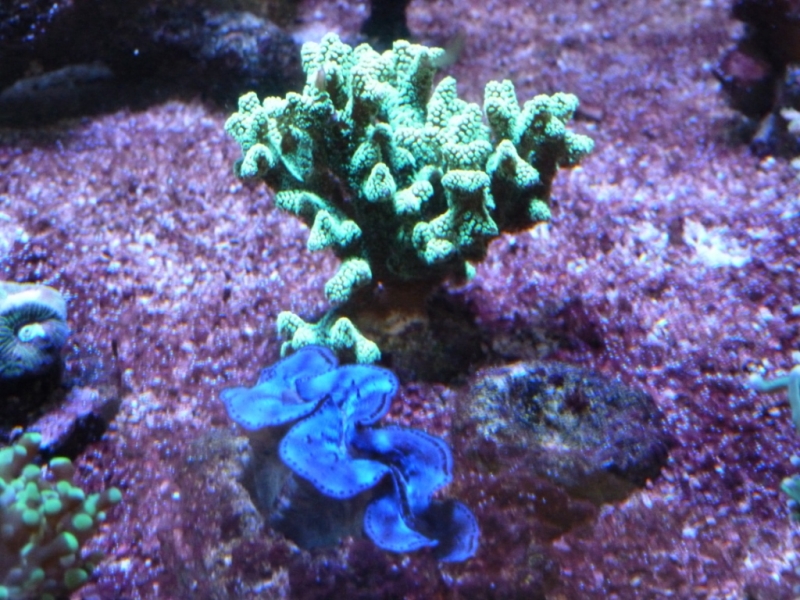 Lagoa - Detalhe frontal Tridacna azul e Seriatopora caliendrum