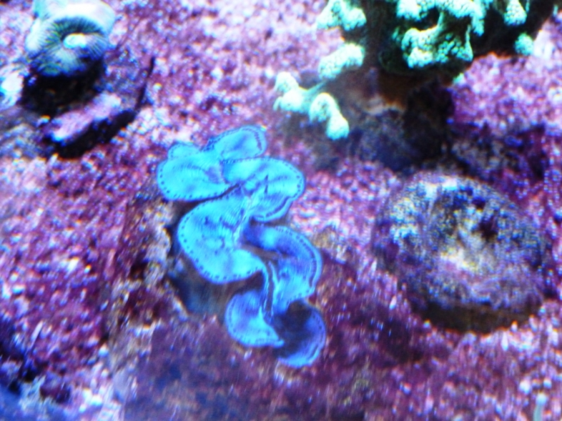 Lagoa - Detalhe frontal tridacna azul
