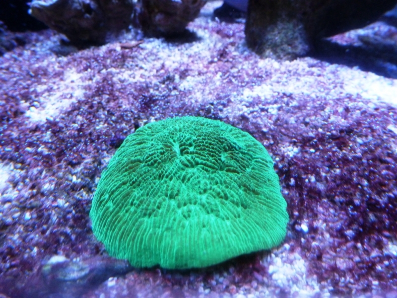 sandalolitha